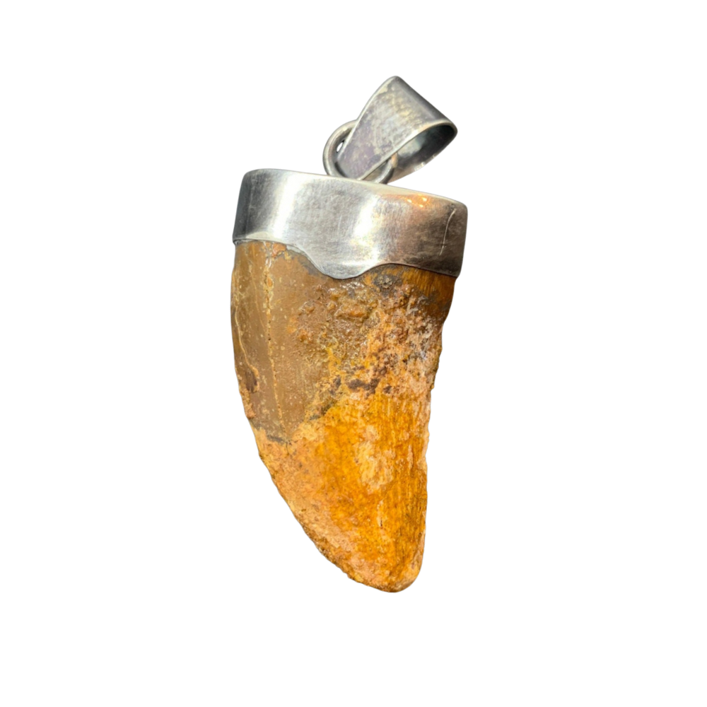 Carcharodontosaurus Tooth Pendant | 1.5" | Sterling Silver | 100% Authentic