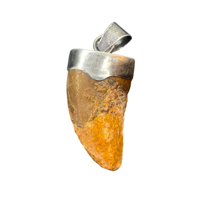 Carcharodontosaurus Tooth Pendant | 1.5" | Sterling Silver | 100% Authentic