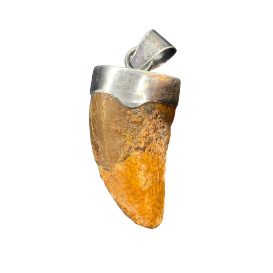 Carcharodontosaurus Tooth Pendant | 1.5" | Sterling Silver | 100% Authentic