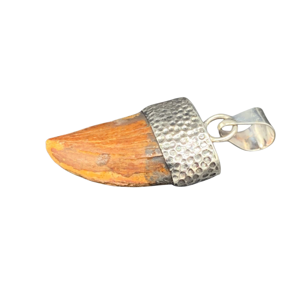 Carcharodontosaurus Tooth Pendant | Sterling Silver | 100% Authentic