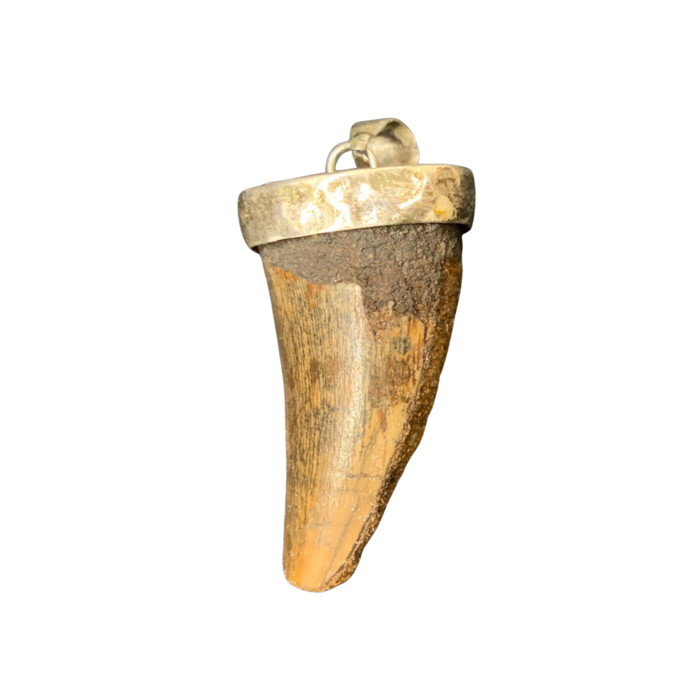 Carcharodontosaurus Tooth Pendant | 1 5/8" | Sterling Silver | 100% Authentic