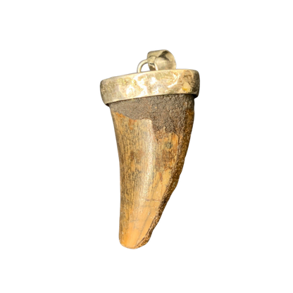 Carcharodontosaurus Tooth Pendant | 1 5/8" | Sterling Silver | 100% Authentic
