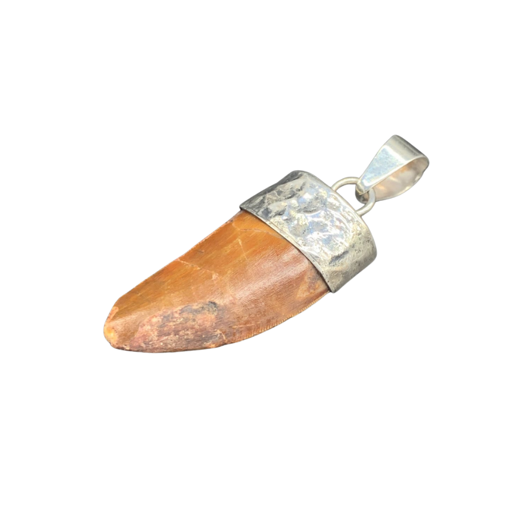 Carcharodontosaurus Tooth Pendant | 1 1/3" | Sterling Silver | 100% Authentic