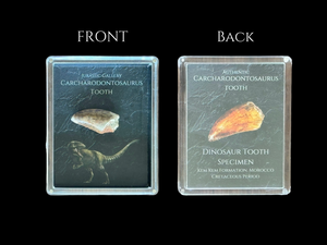 Carcharodontosaurus Tooth Gift Box