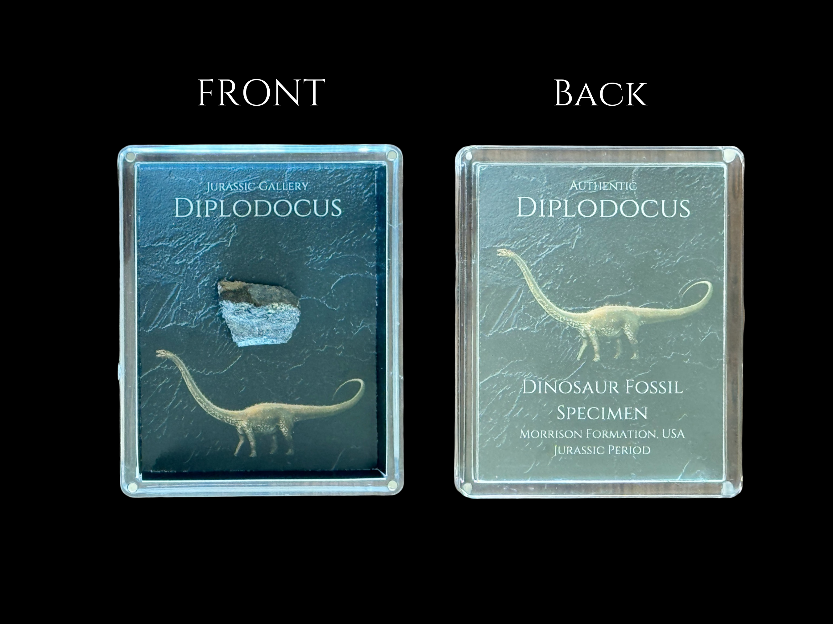 Diplodocus Gift Box