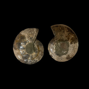 6" Ammonite Halves Display Set