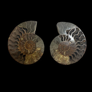 6" Ammonite Halves Display Set