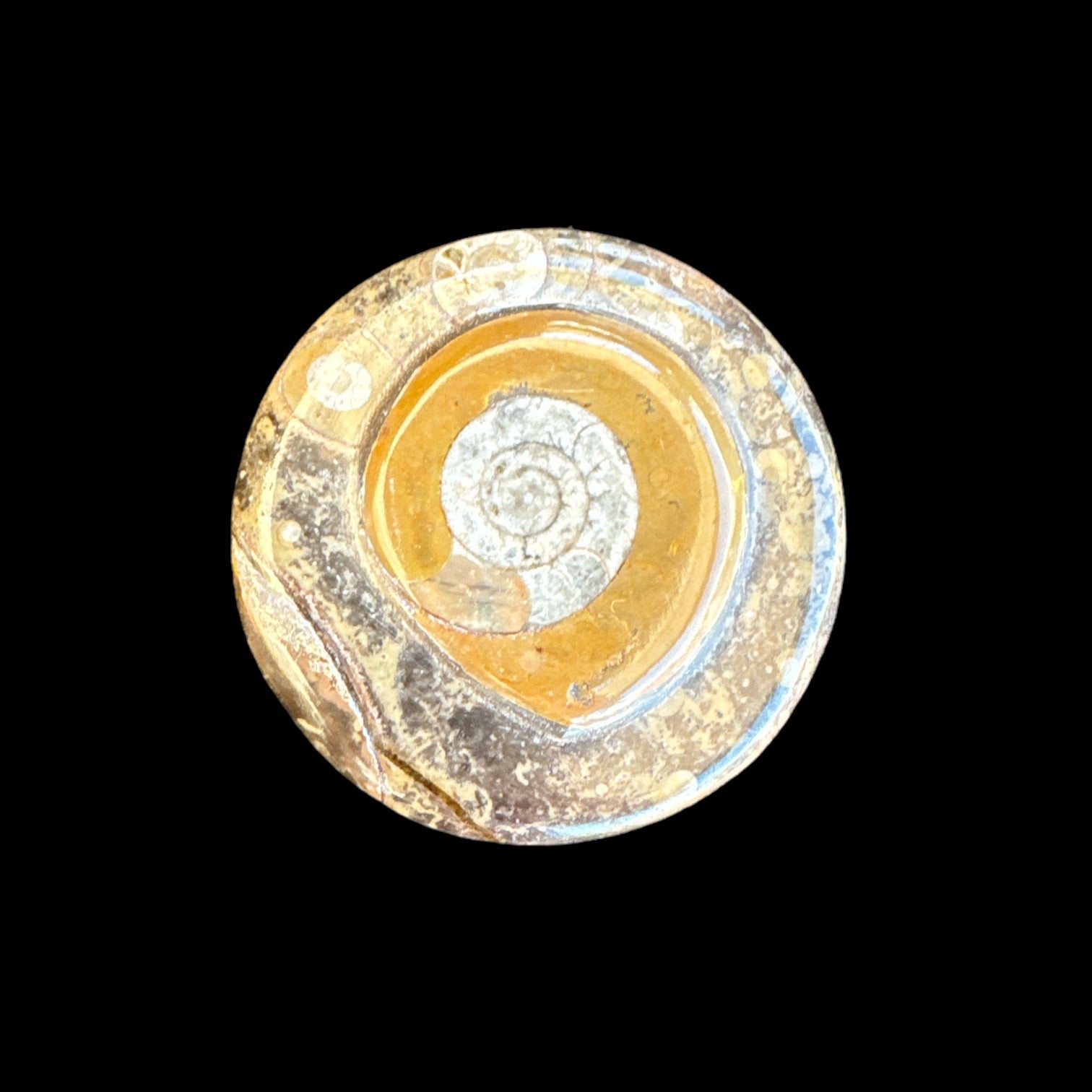 Ammonite Vanity Box