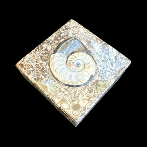 Ammonite Square Vanity Box