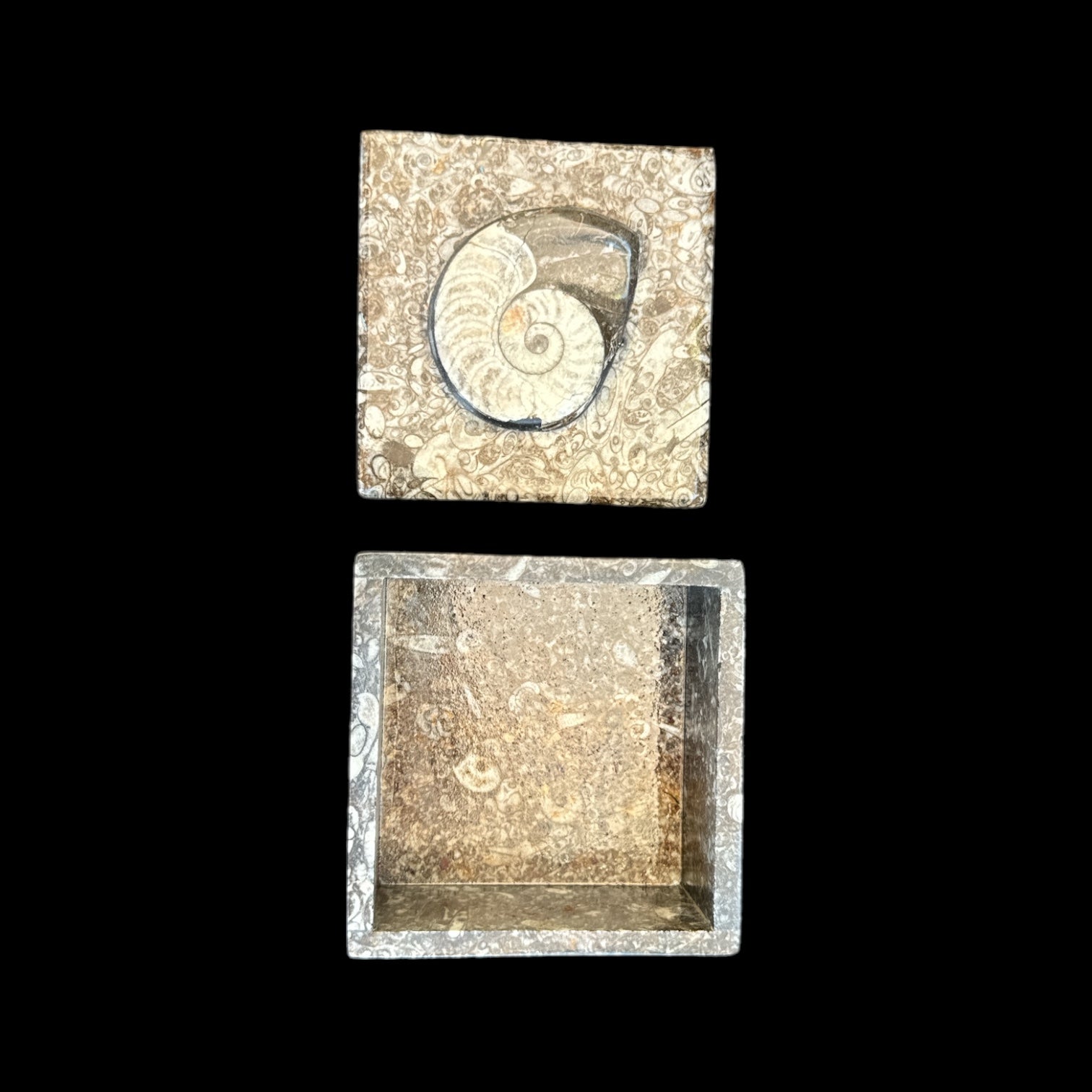 Ammonite Square Vanity Box