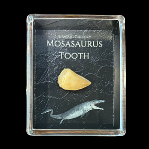 Mosasaurus Tooth Gift Box