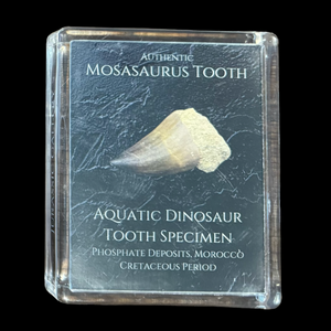 Mosasaurus Tooth Gift Box