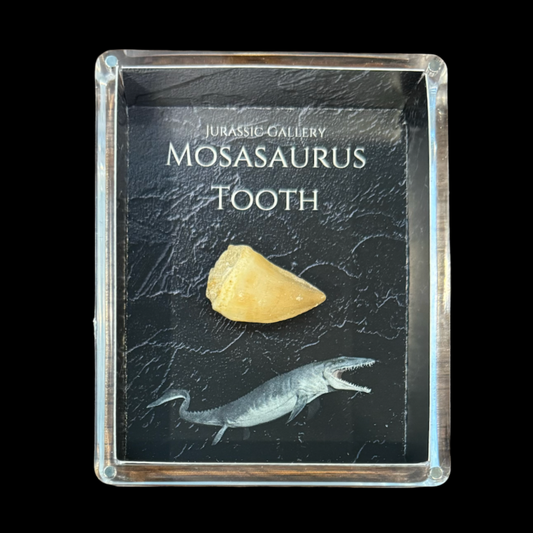 Mosasaur Tooth gift box