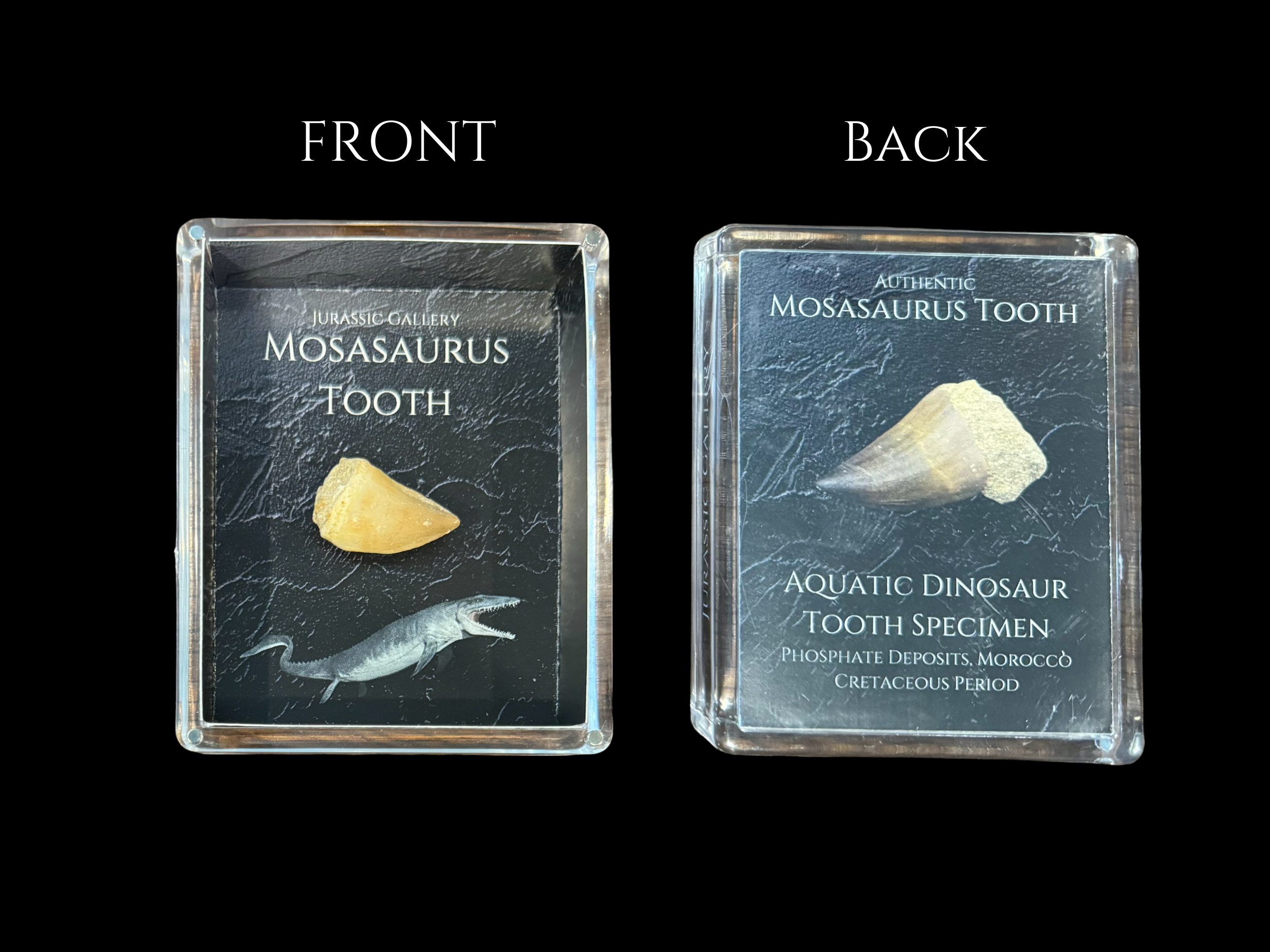 Mosasaurus Tooth Gift Box