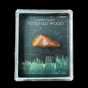 Petrified Wood Gift Box