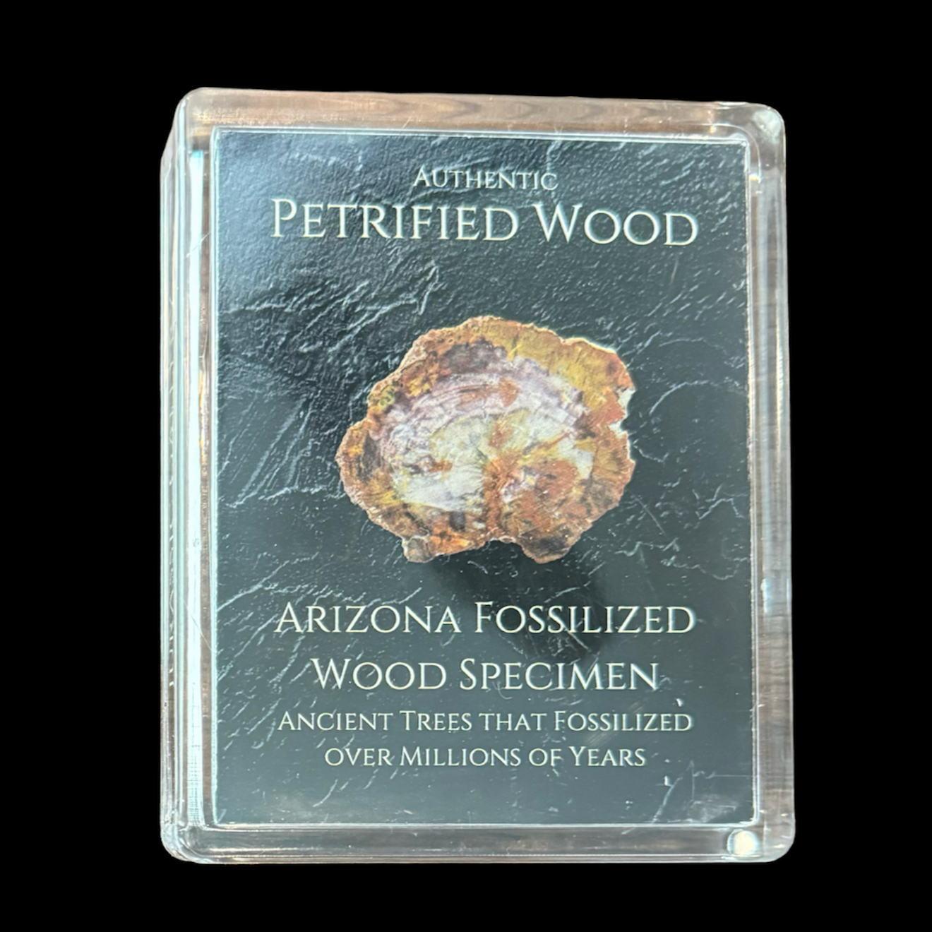 Petrified Wood Gift Box