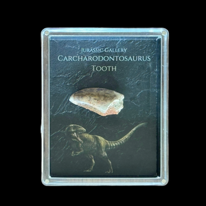 Carcharodontosaurus Tooth Gift Box