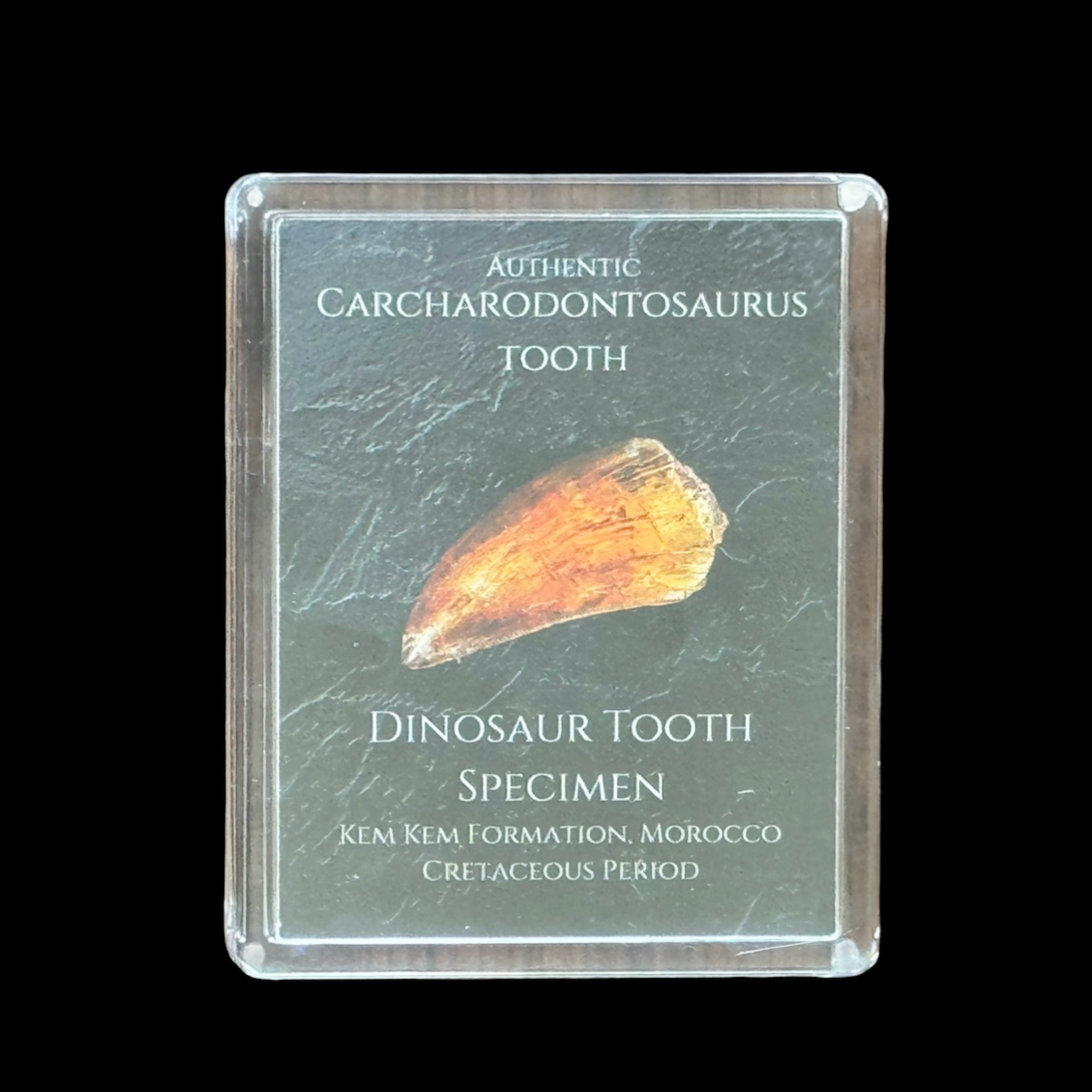 Carcharodontosaurus Tooth Gift Box