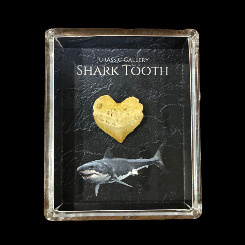 Shark Tooth Gift Box