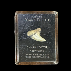 Shark Tooth Gift Box