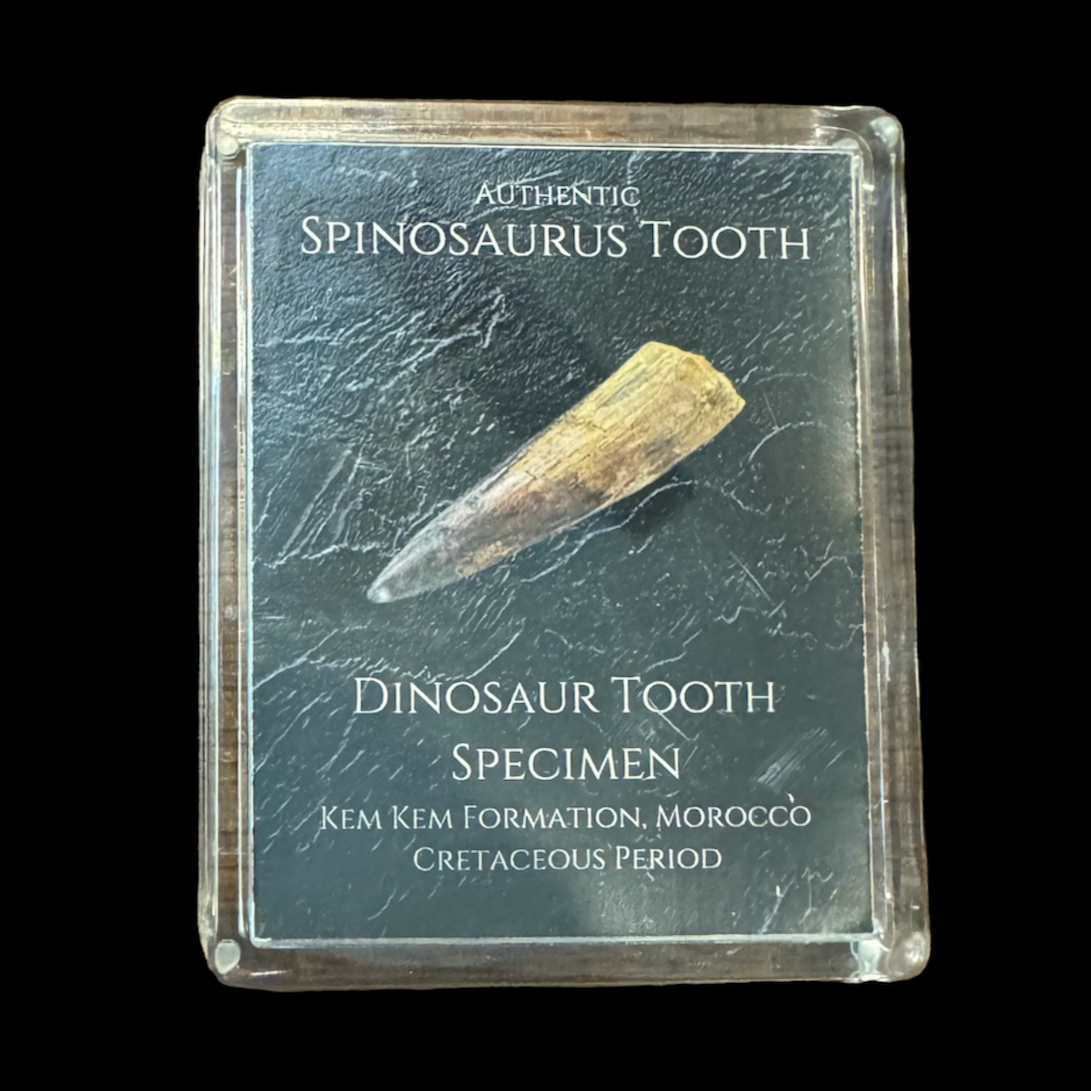 Spinosaurus Tooth Gift Box