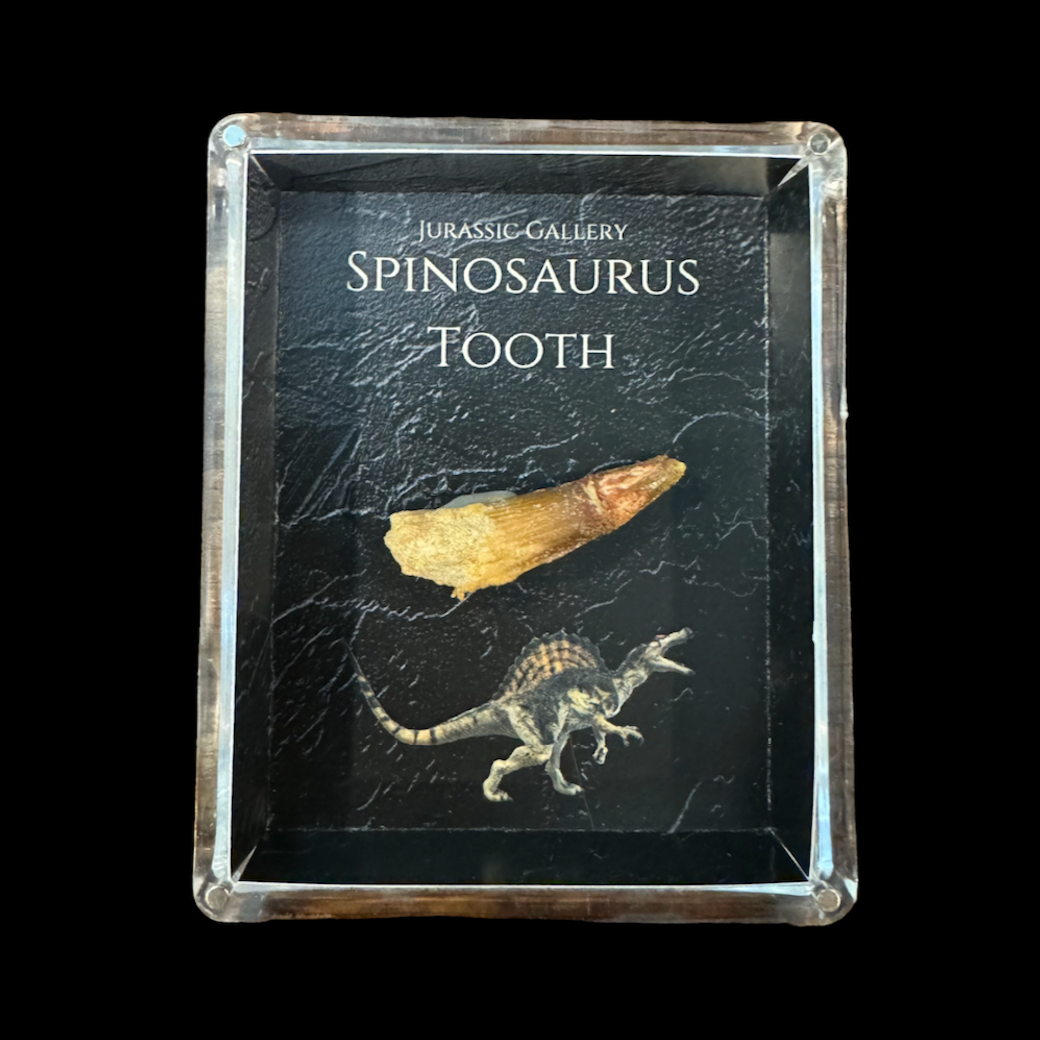 Spinosaurus Tooth Gift Box