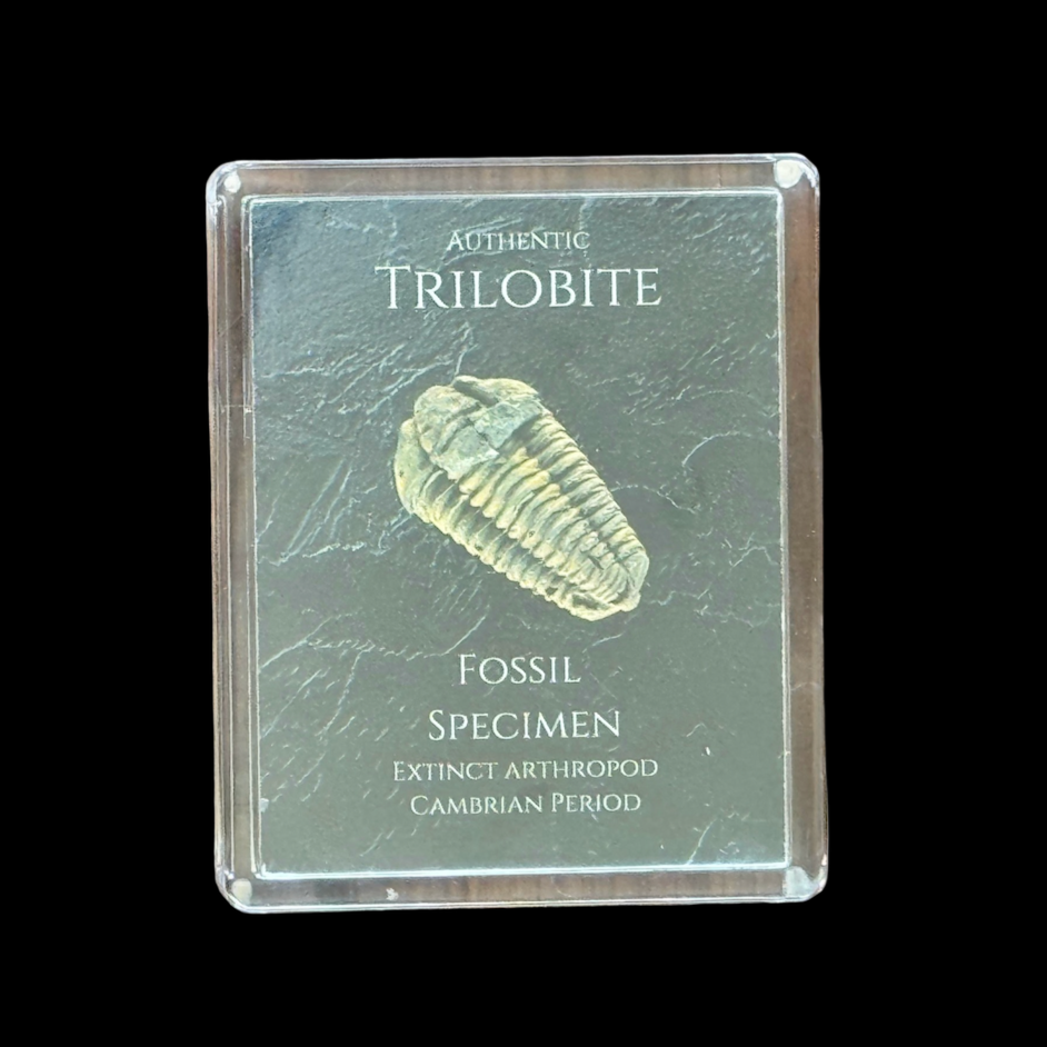 Trilobite Gift Box