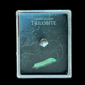 Trilobite Gift Box