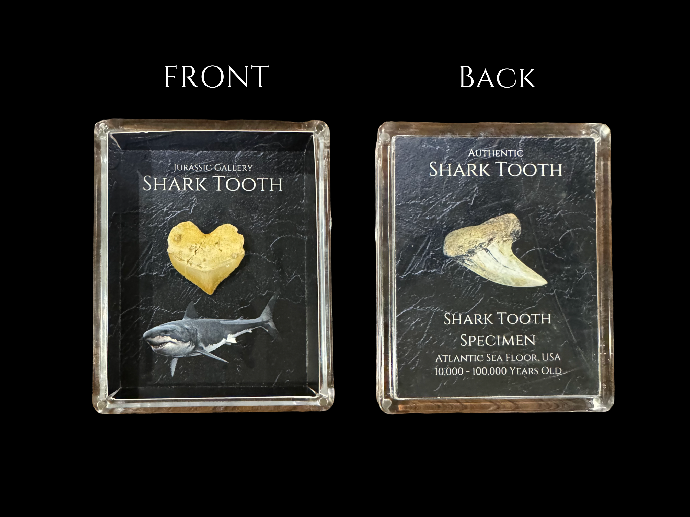 Shark Tooth Gift Box