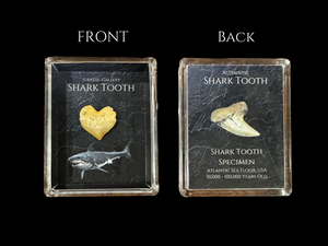 Shark Tooth Gift Box