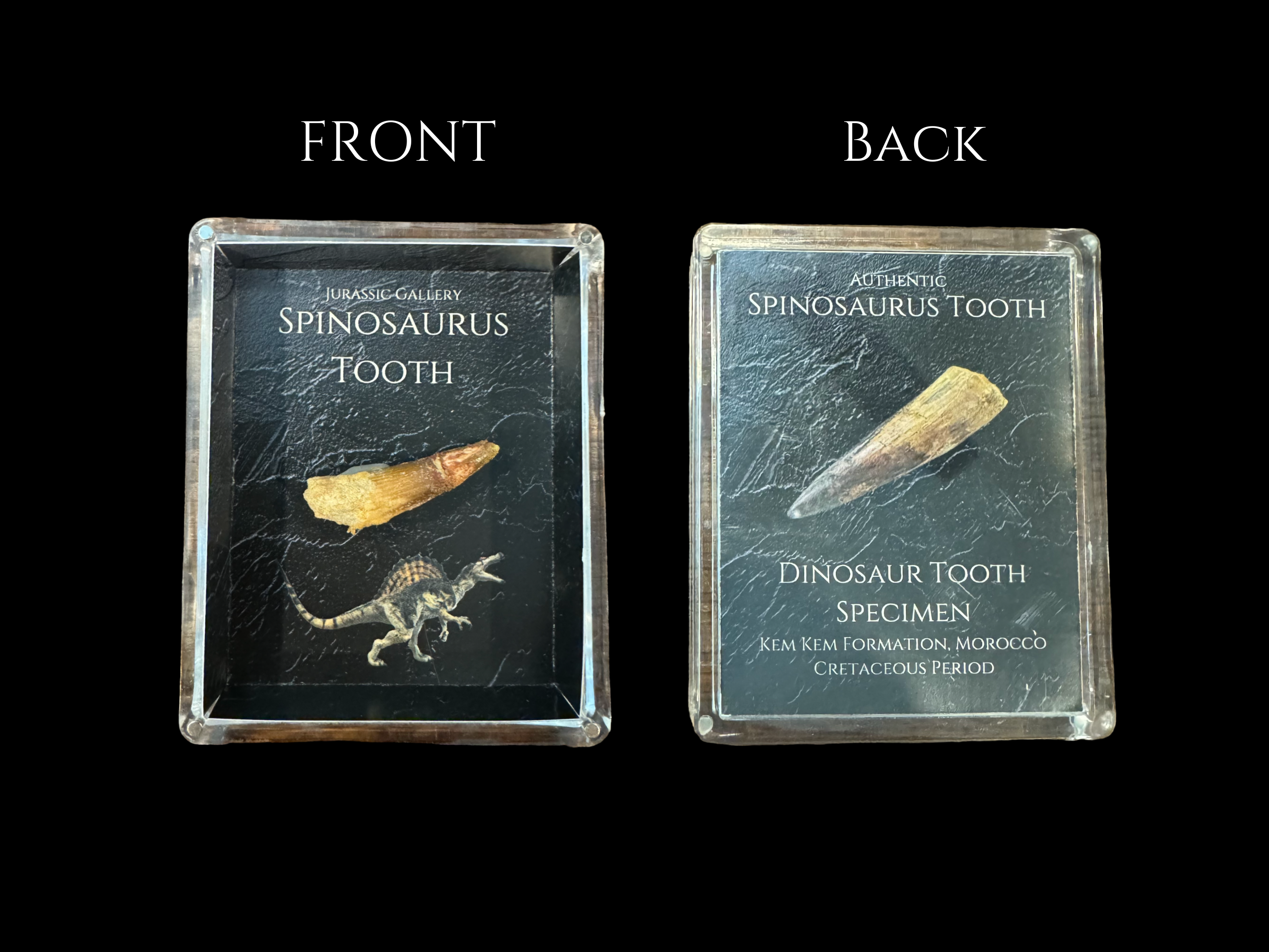 Spinosaurus Tooth Gift Box