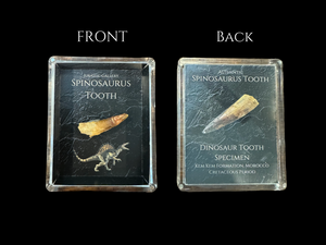 Spinosaurus Tooth Gift Box