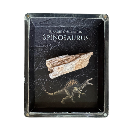 Spinosaurus Fossil Gift Box