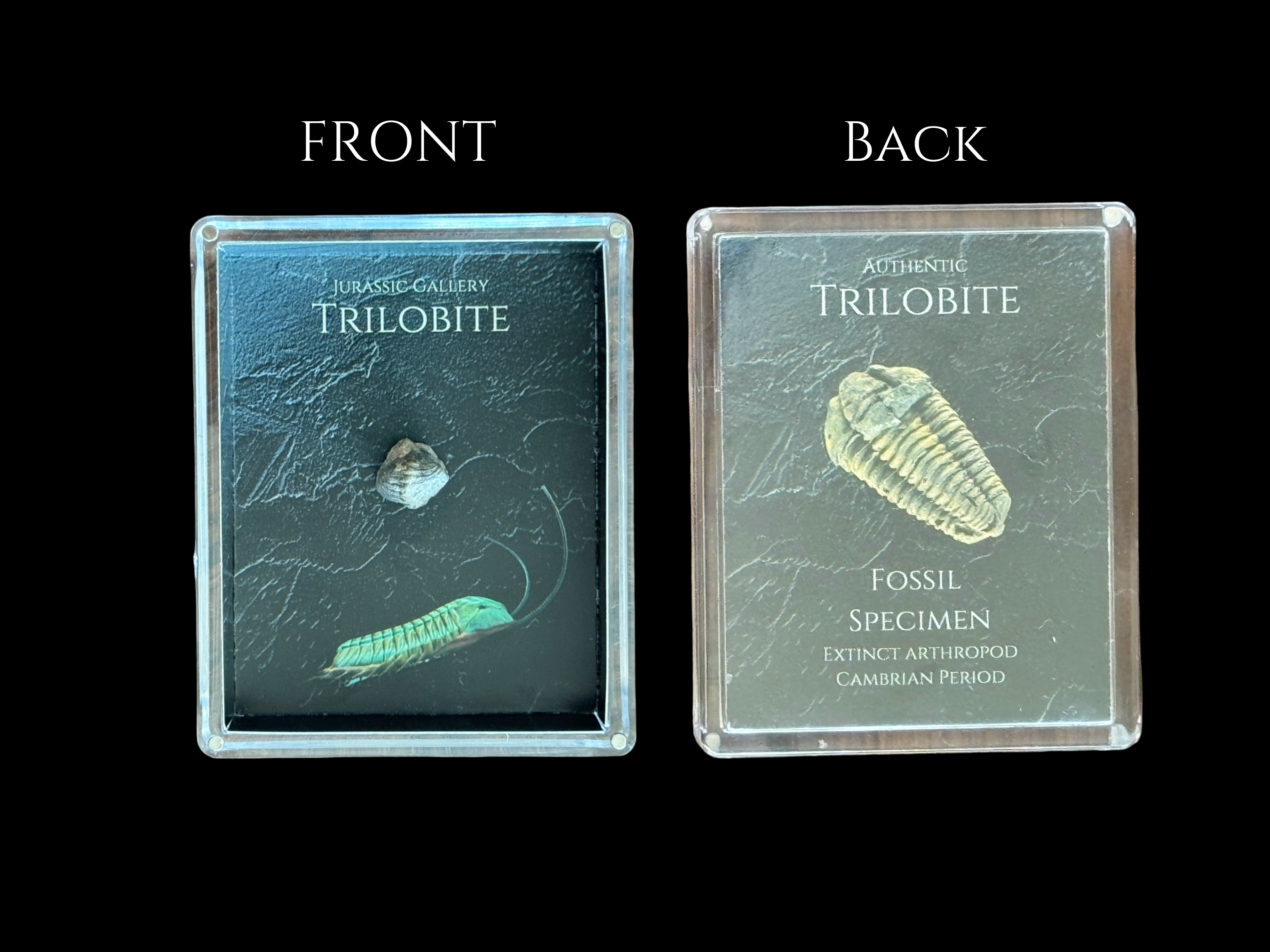 Trilobite Gift Box