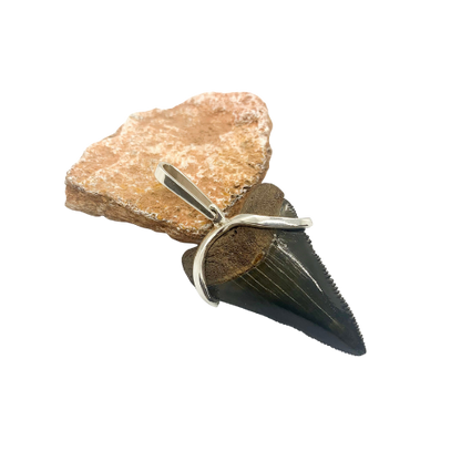 Megalodon tooth sterling silver Small