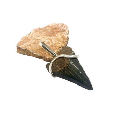 Megalodon tooth sterling silver Small