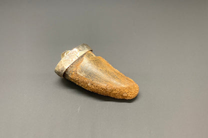 Carcharodontosaurus Tooth Pendant | 1 5/8" | Sterling Silver | 100% Authentic