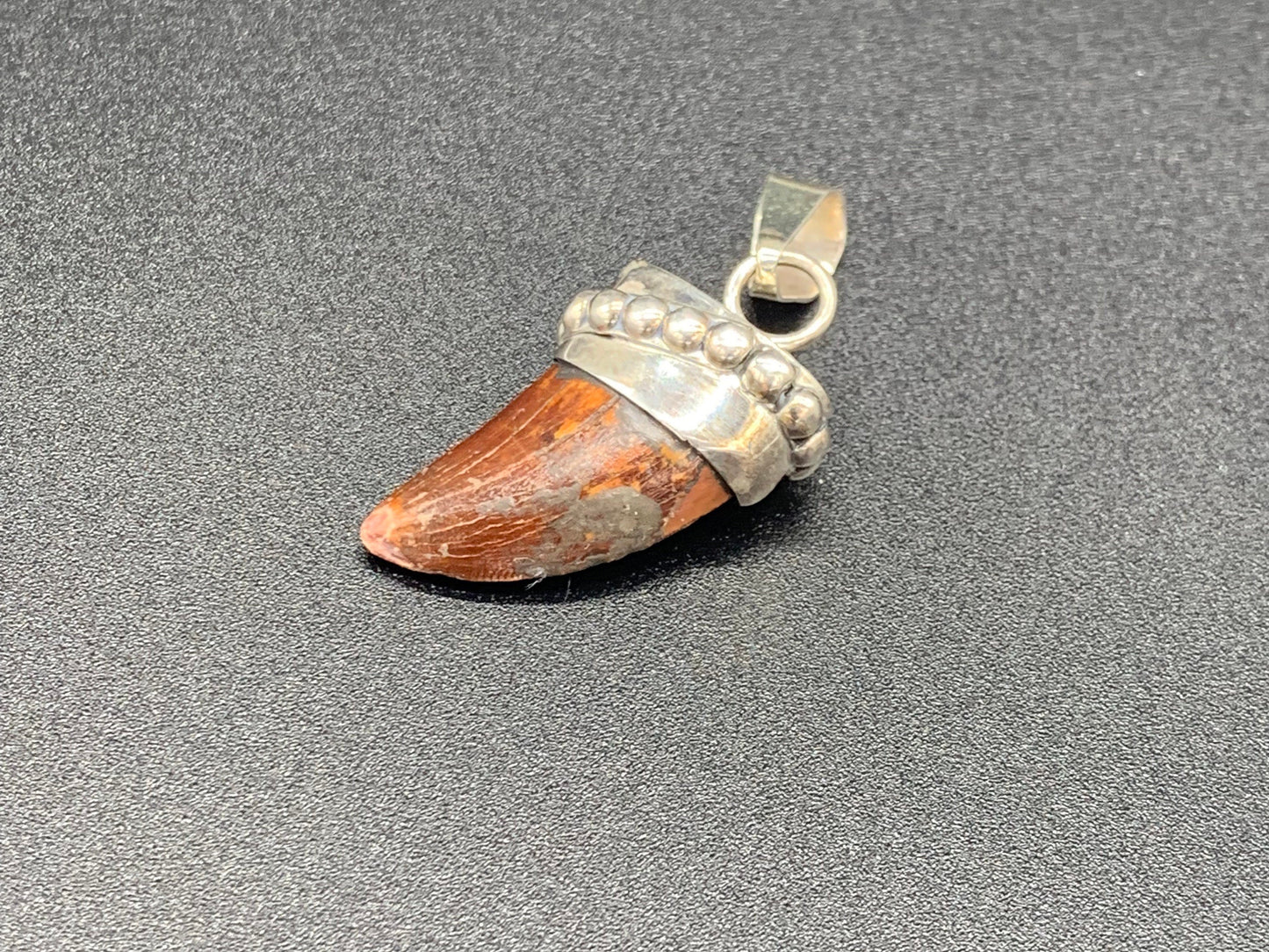 Carcharodontosaurus Tooth Pendant | Sterling Silver | 100% Authentic
