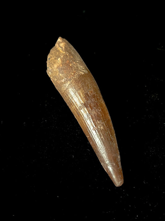Authentic 4" Spinosaurus Tooth | Kem Kem Formation, Morocco