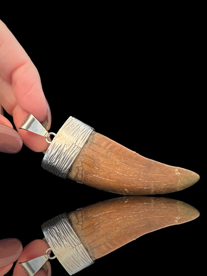 Carcharodontosaurus Tooth Pendant | 2.5" | Sterling Silver | 100% Authentic