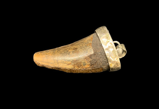 Carcharodontosaurus Tooth Pendant | 1 5/8" | Sterling Silver | 100% Authentic