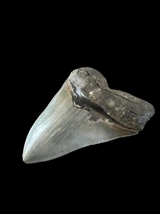 Megalodon Shark Tooth | 5.25 Inches