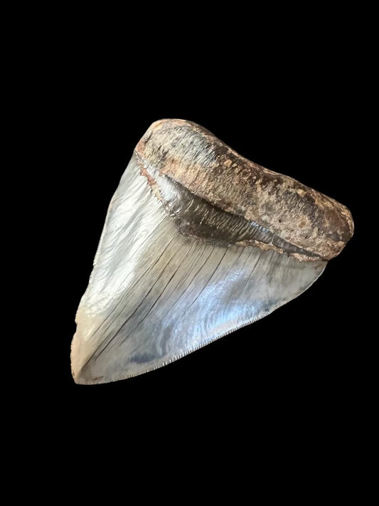 Fossilized Megalodon tooth on a black background
