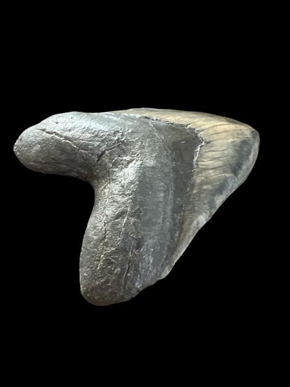 Megalodon Shark Tooth | 6 1/8 Inches