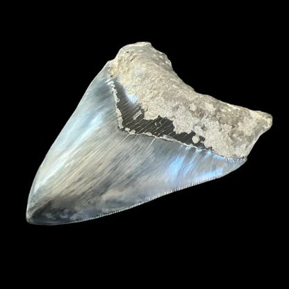 Megalodon Shark Tooth | 5.5 Inches