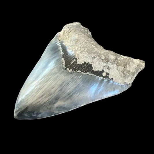 Megalodon Shark Tooth | 5.5 Inches