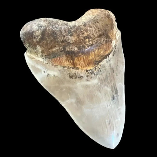 Megalodon Shark Tooth | 5 Inches