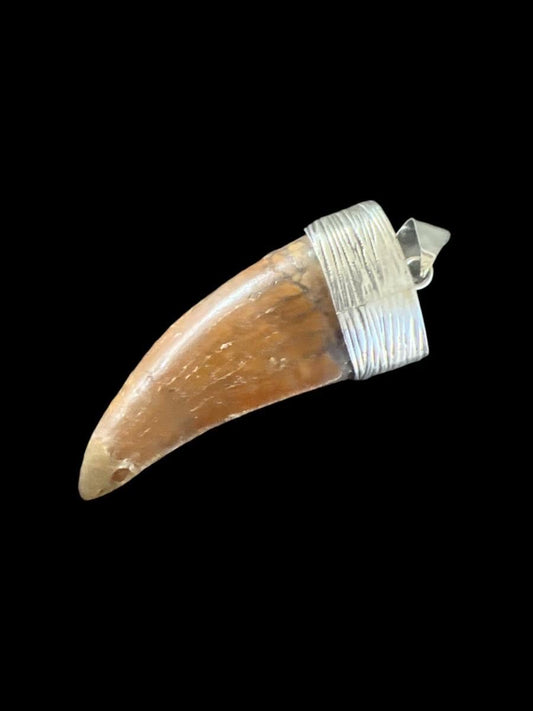 2” Carcharodontosaurus Tooth Pendant | Sterling Silver