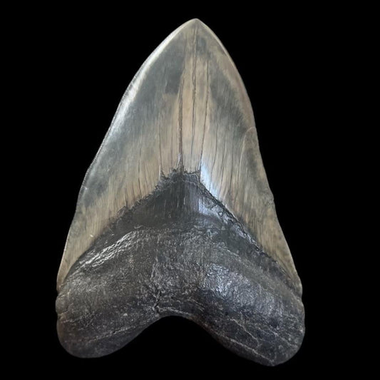 Megalodon Shark Tooth | 6 1/8 Inches