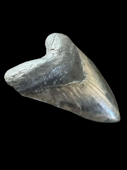 Megalodon Shark Tooth | 6 1/8 Inches